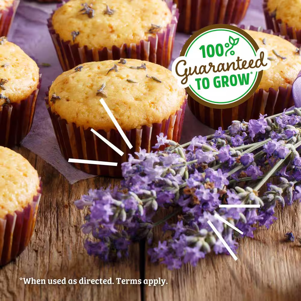 Organic Lavender Grow Kit