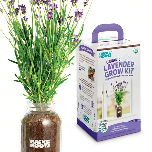 Organic Lavender Grow Kit