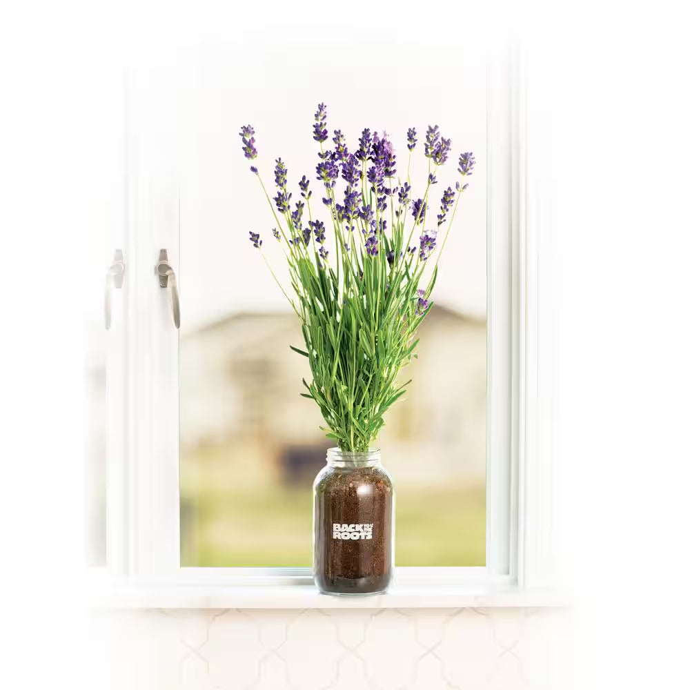 Organic Lavender Grow Kit
