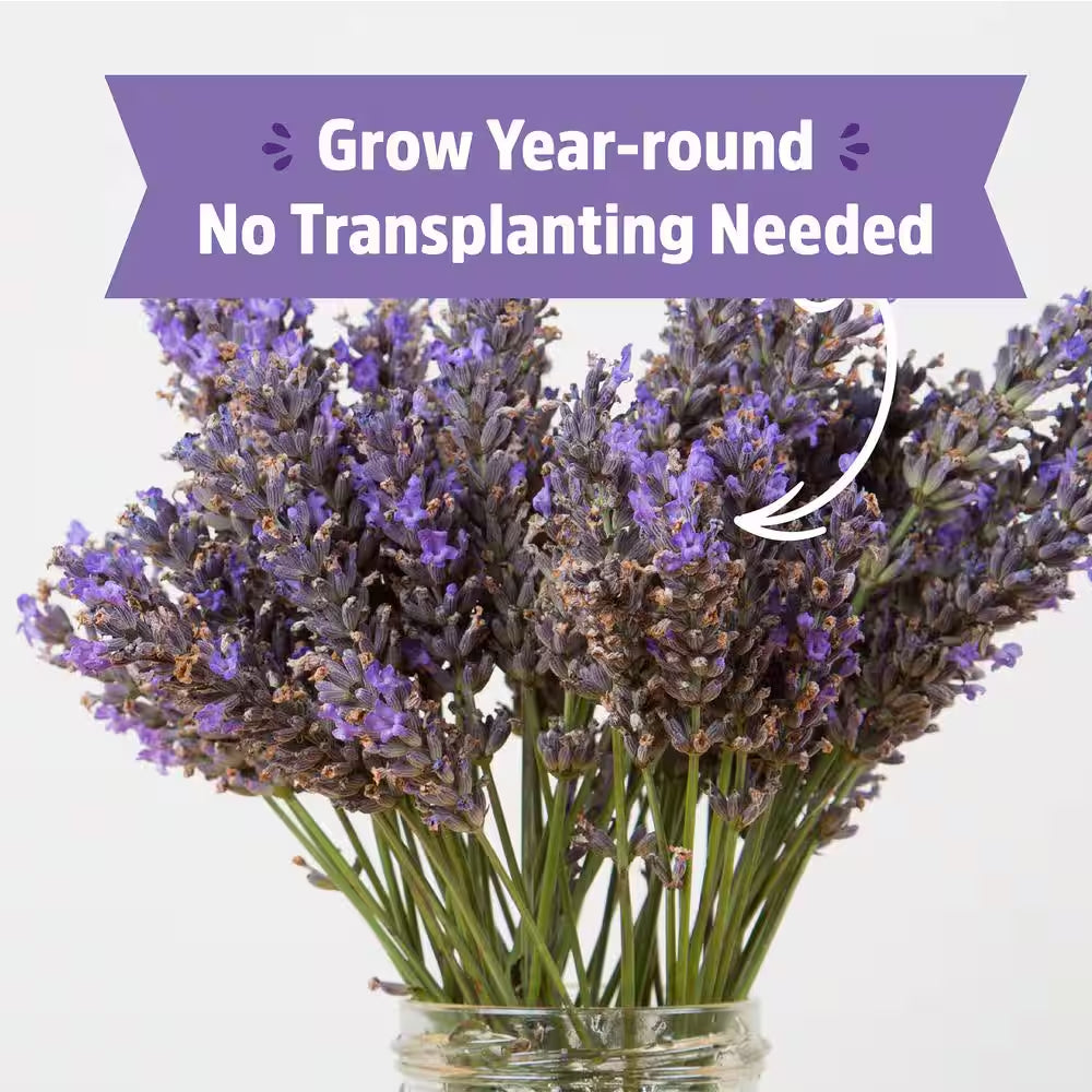 Organic Lavender Grow Kit